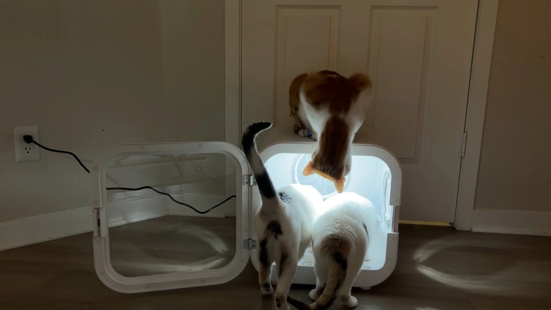 Discover Innovative Pet Products: Homerunpet's Drybo Plus and